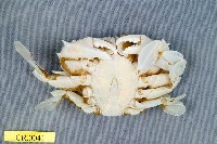 Common Moon crab Collection Image, Figure 2, Total 3 Figures